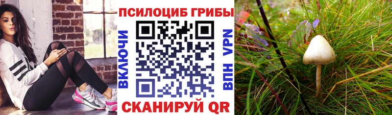 Галлюциногенные грибы MAGIC MUSHROOMS  где продают   Шуя 